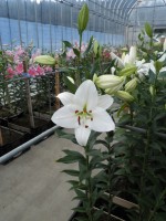 [1844 Arletta No02.JPG]